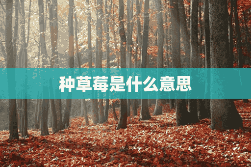 种草莓是什么意思